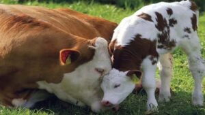 Buzağı Destekleme Başvuruları Başladı