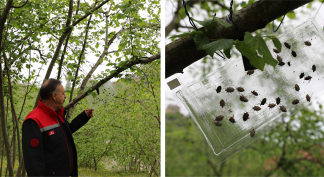 Kahrengi Kokarcaya Yapışkan Tuzak!